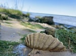 Chesapecten (fossilized extinct scallop) shell