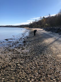 Beachcombing