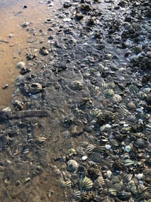 Shells in the surf