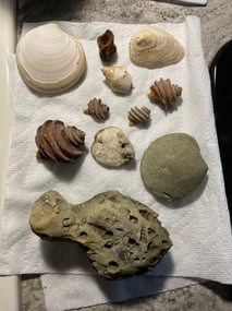 Some of our fossil finds.